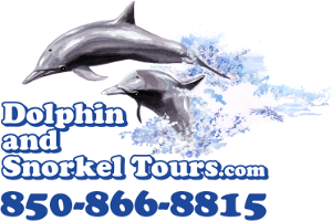 Dolphin and Snorkel tours LLC